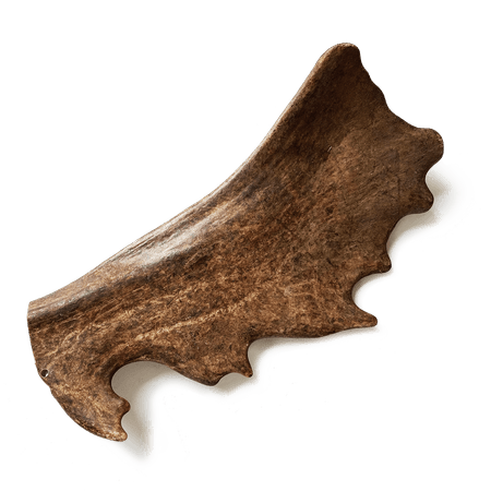 Fallow deer antler/ gryzak z poroża daniela